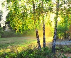 Береза (белая, Даурская)