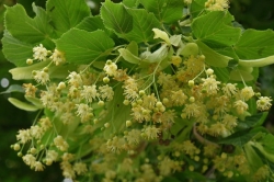 Липа мелколистная