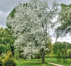 Яблоня маньчжурская