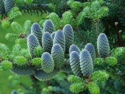 Ель корейская