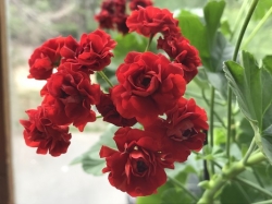 Пеларгония махровая