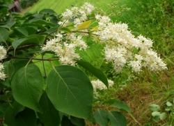 Сирень амурская белая