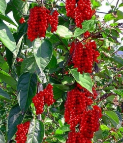 Лимонник